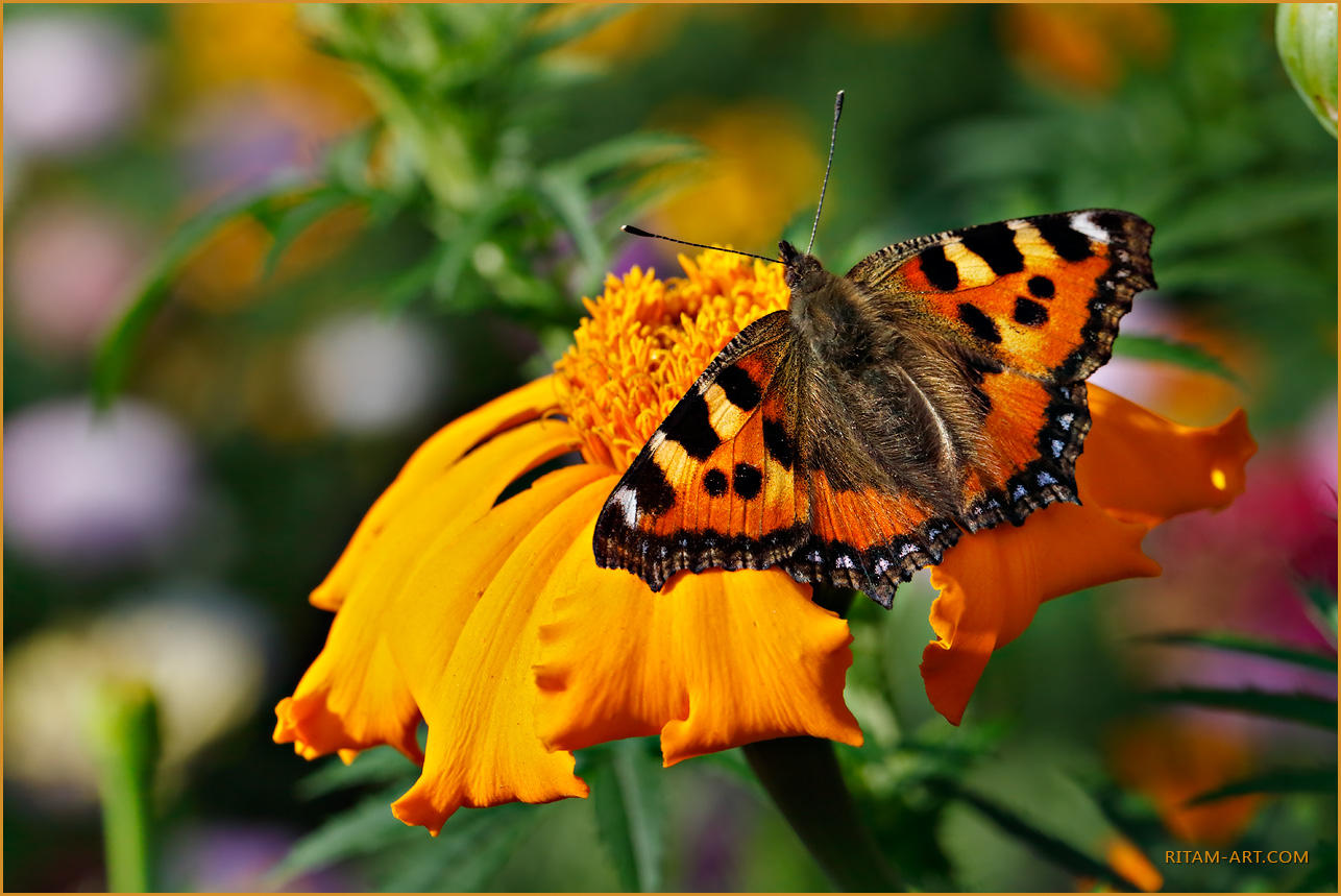 Summer-Study_Aglais-urticae-butterfly_Ritam