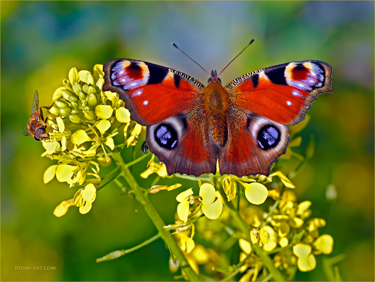Summer-feast_Peacock-butterfly_Ritam-W
