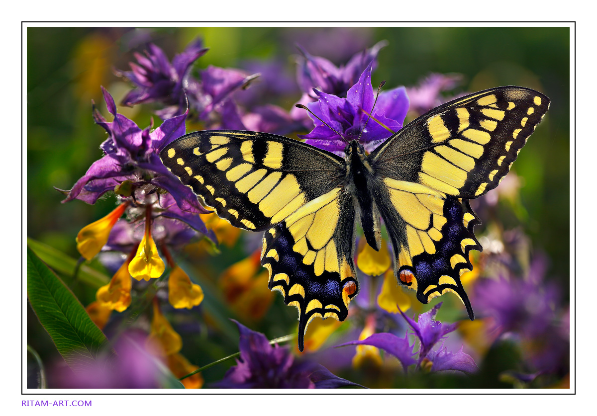 Summer-study-with-Machaon-butterfly_Ritam-W