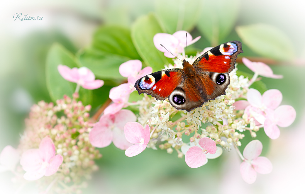 Summer_Tenderness_-_Ritam_W