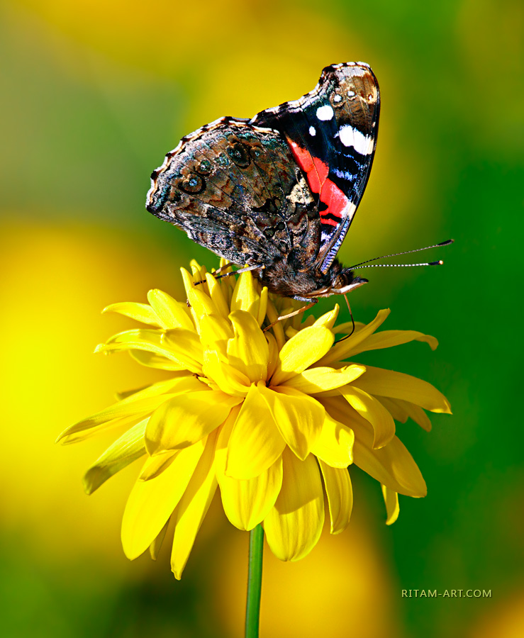 Sun-Study_Admiral-butterfly_Ritam-W