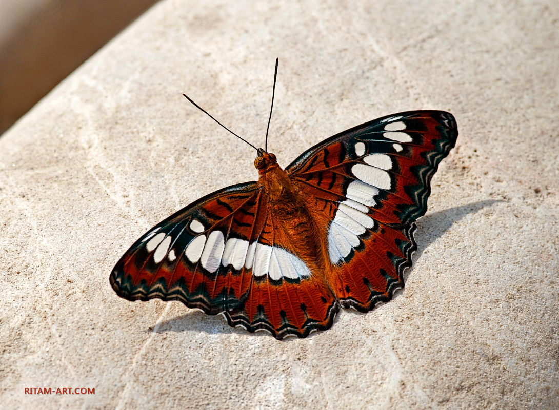 Sun-bathing-butterfly_Ritam-W