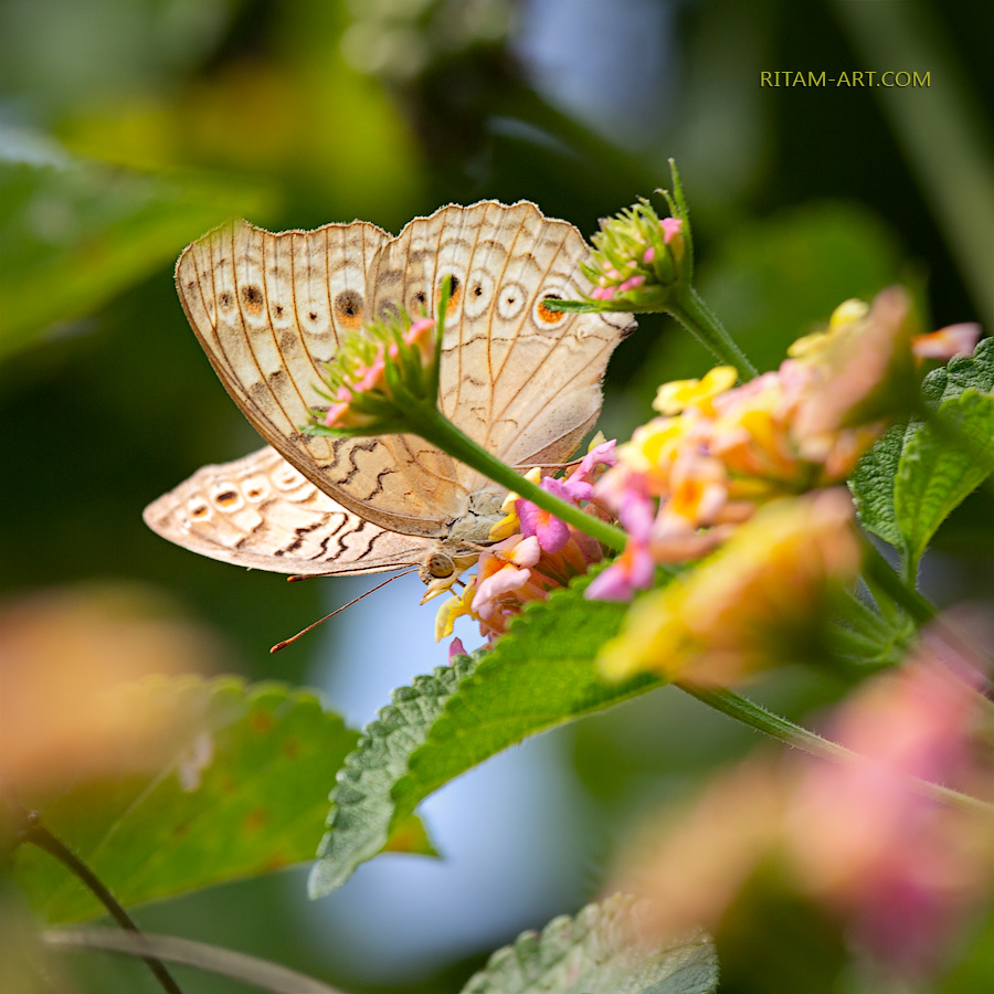 Sweet-Summer_Junonia-Pansy_Ritam-W