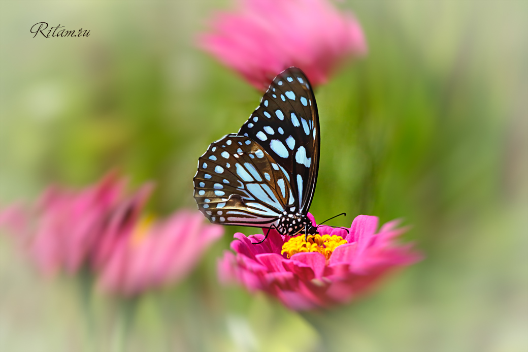 Sweet_Tenderness_-_Ritam_W