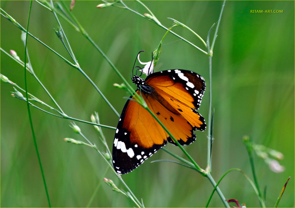 TIger_in_the_Grass_Danaus-chrysippus-butterfly_Ritam-W