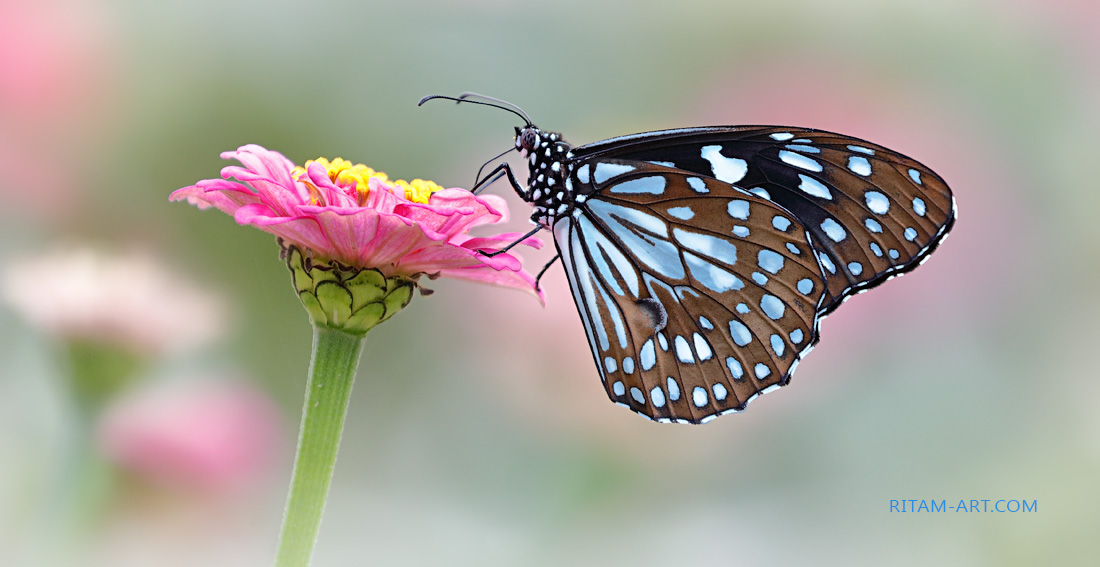 Tender-Dream_Ritam-W