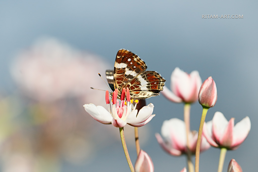 Tender-Dreams_Butterfly_Ritam-W