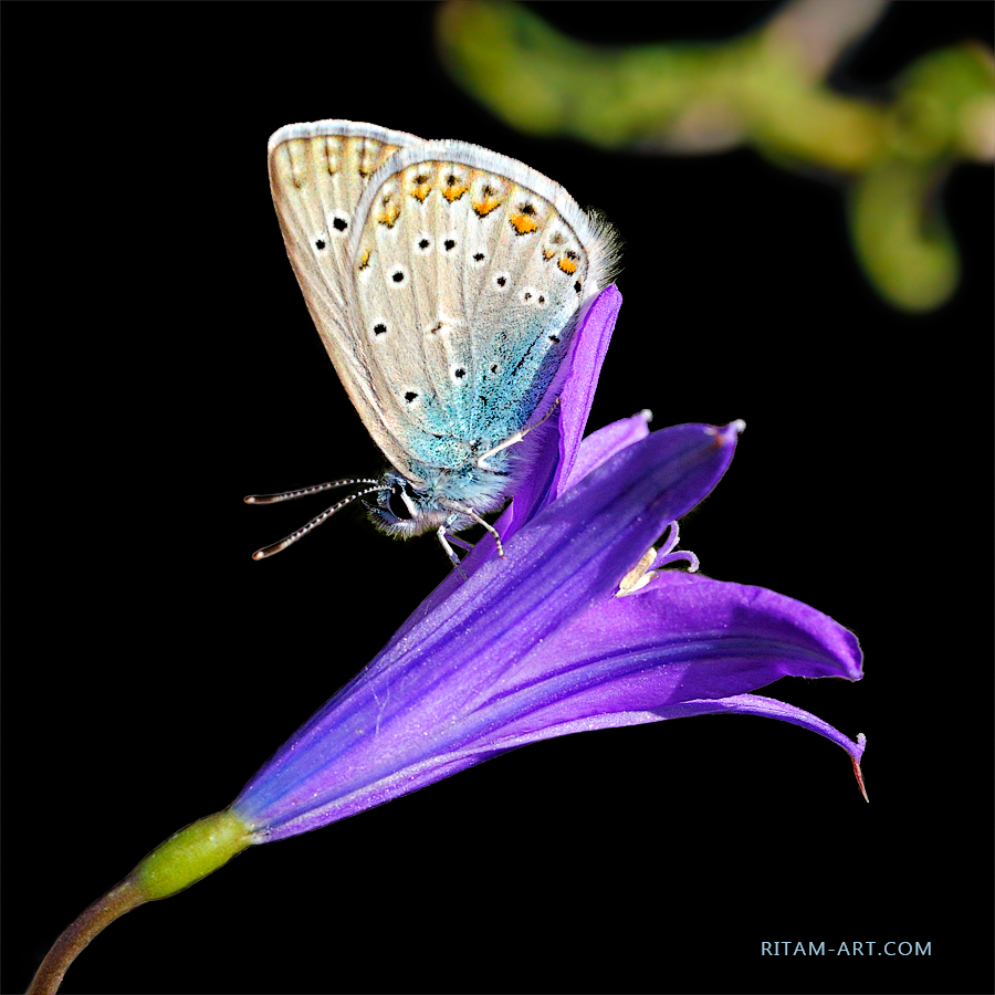 Tien-Shan-Study_The-blue-butterfly_Ritam-W