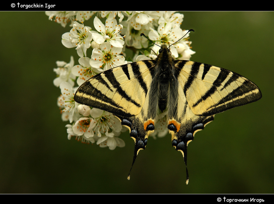 Torgachkin8-DSC00723