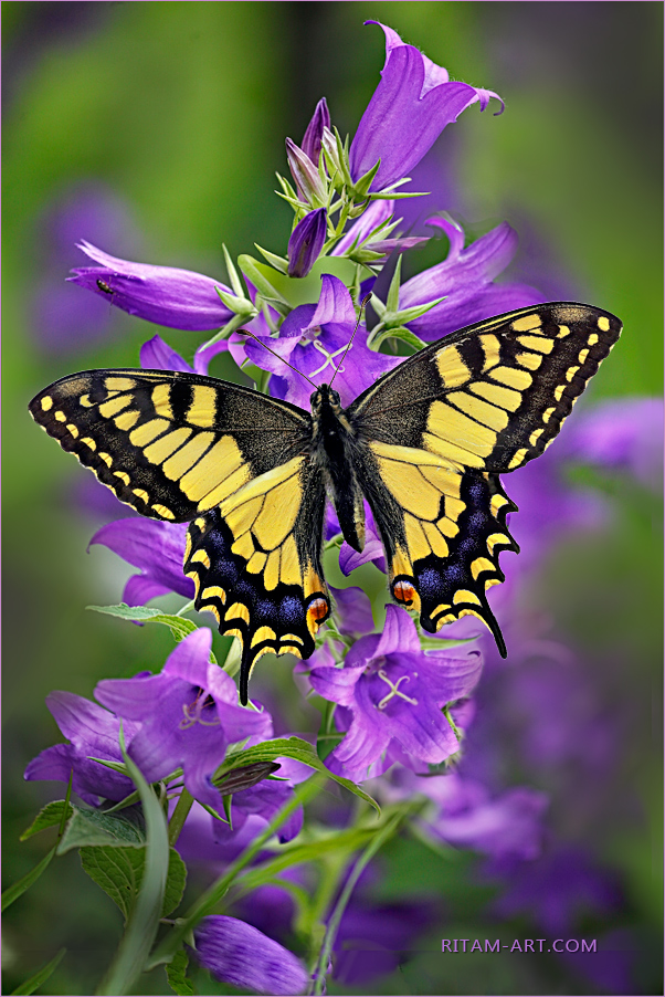 Treasures-of-Russian-Summer_Machaon-butterfly_Ritam-W