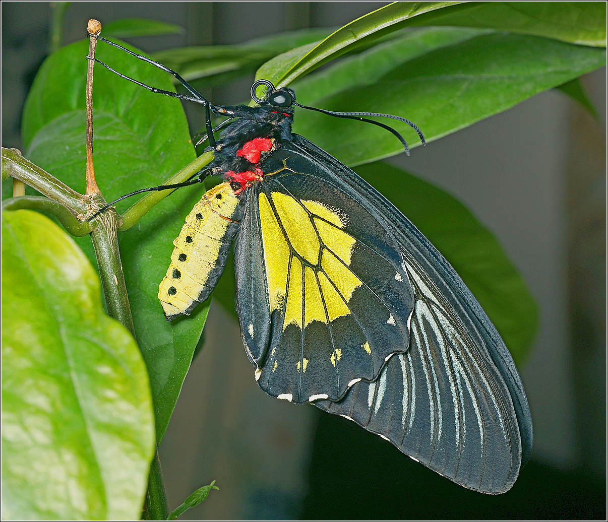 Troides-Rhadamantus-