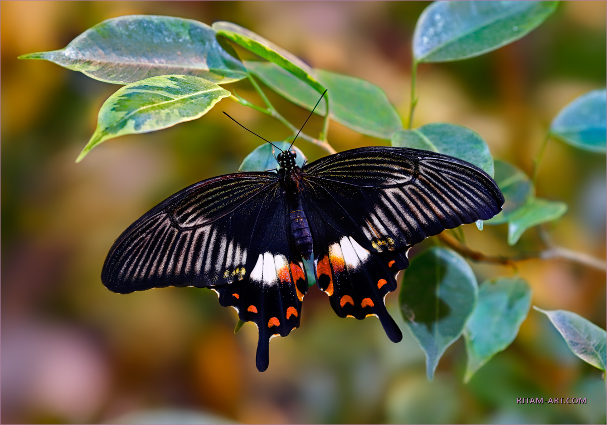 Tropical-Luxury_Papilio_Ritam-W