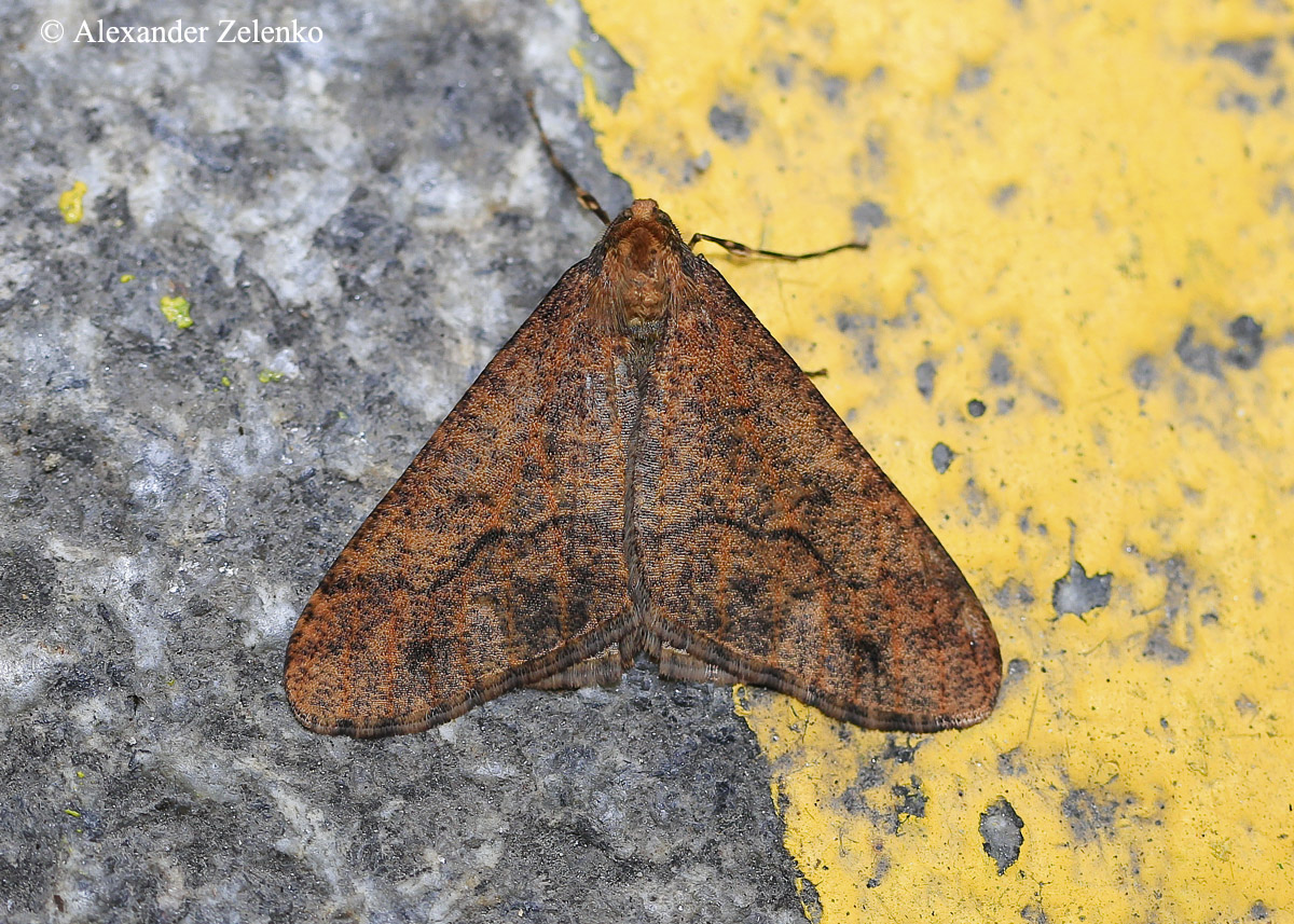 U7A9185_1_27November2016_Alexander_Zelenko