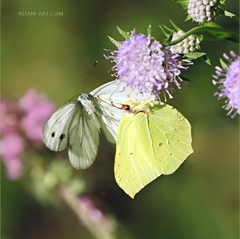 Winged-Dance_Butterflies_Ritam-W