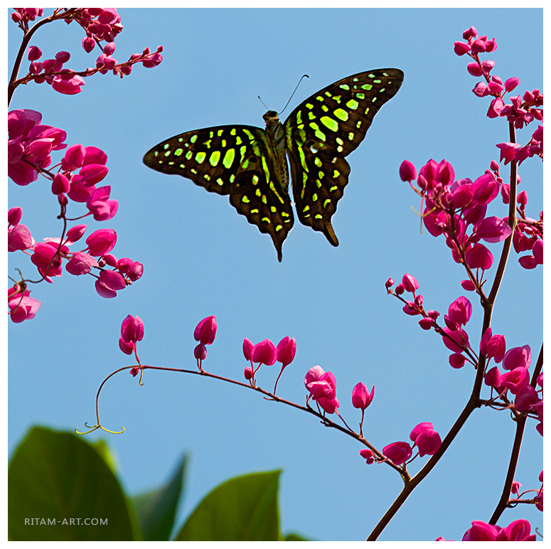 Winged-Dance_Graphium-Agamemnon-Butterfly_Ritam-sm