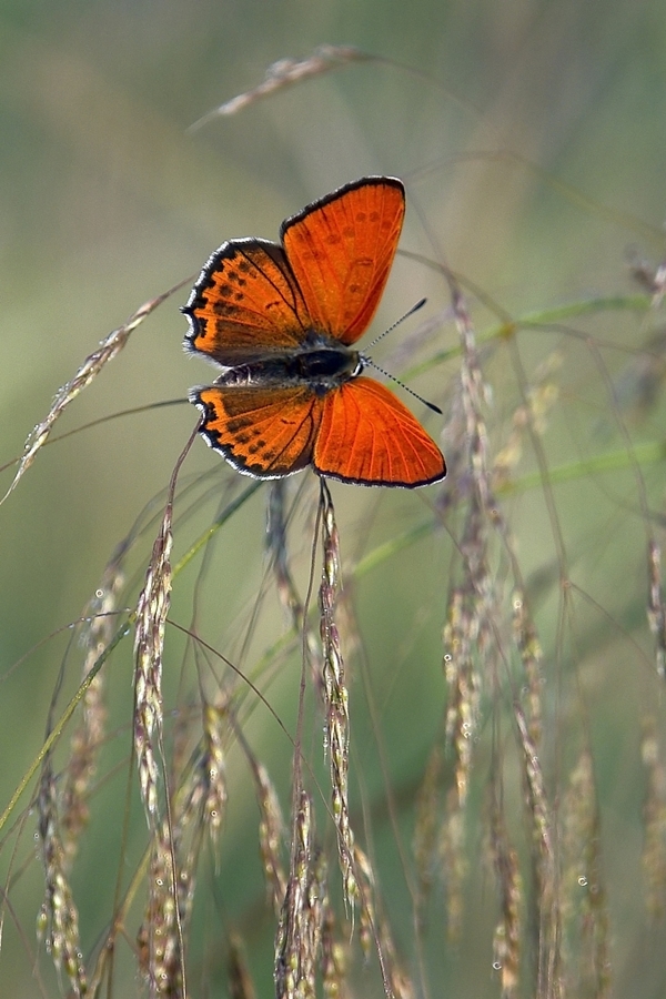 Z_RAAT_YEN_KELEBEKLER_188