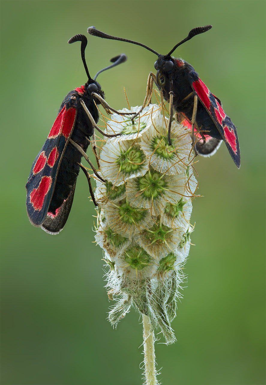 Zygaena-haberhaueri_1