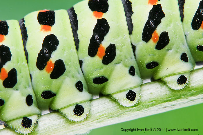 catterpillar_legs2