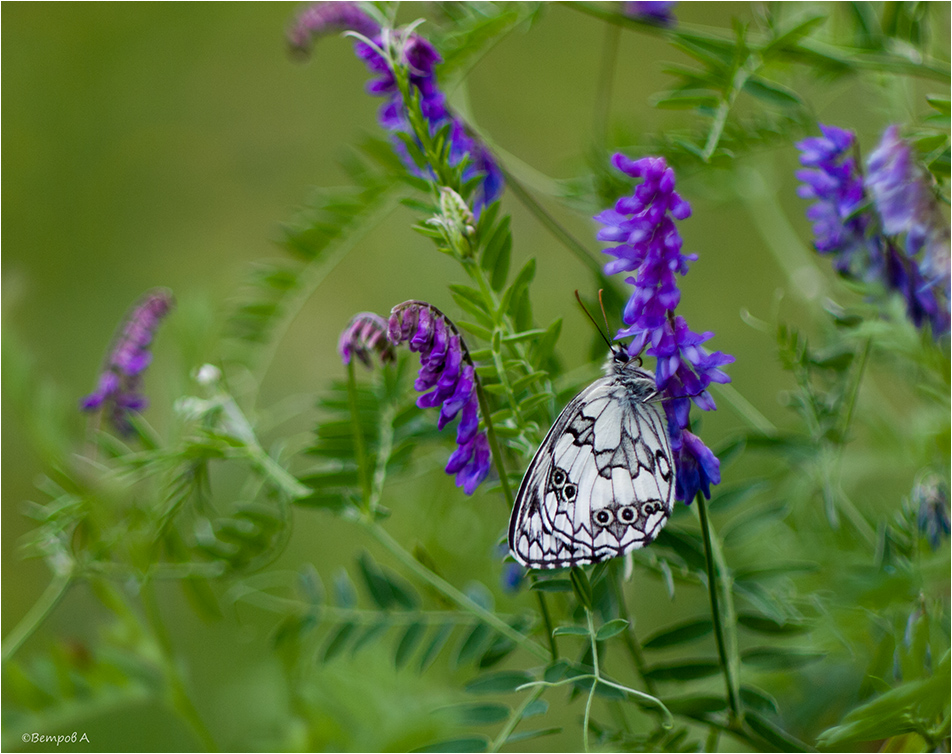 galateya_i_goroshek-res