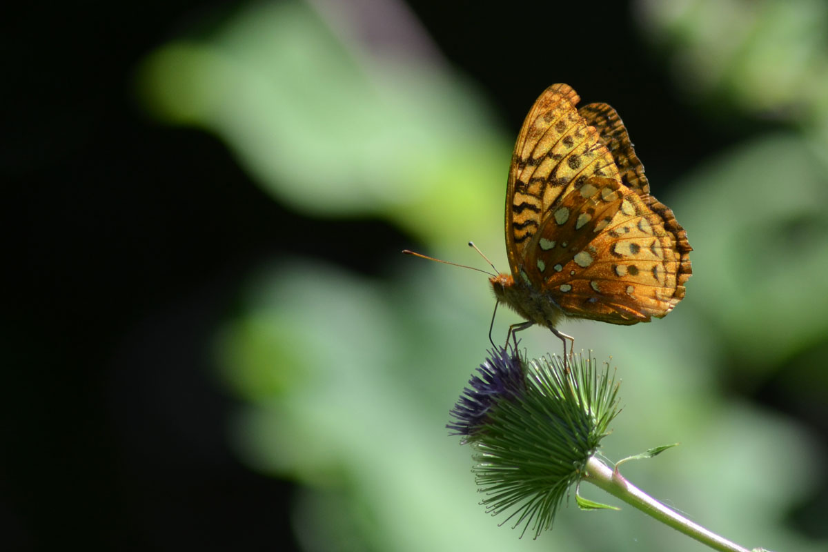 p2013072202x1200