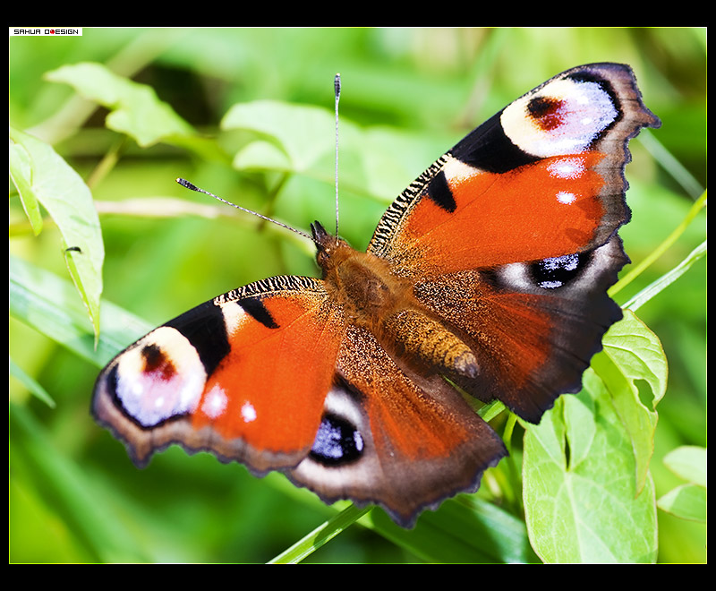 peacock-butterfly_1