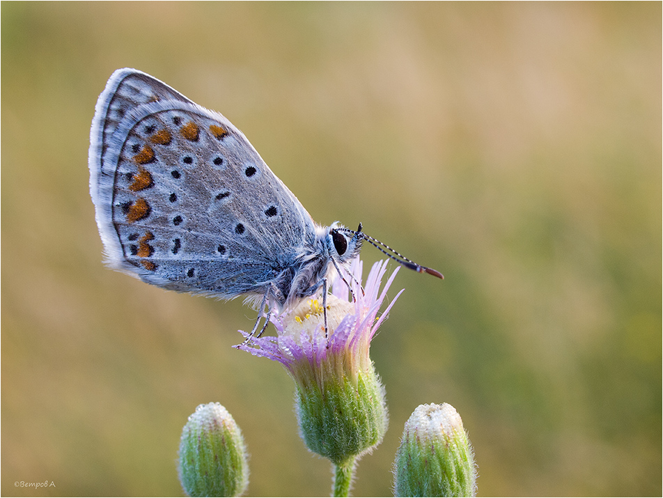 rozovaya_nezhnostj-res