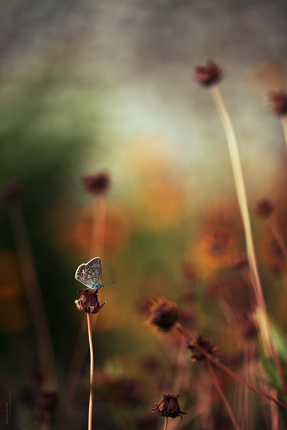 s_53_880_Stand_up_2_l_n