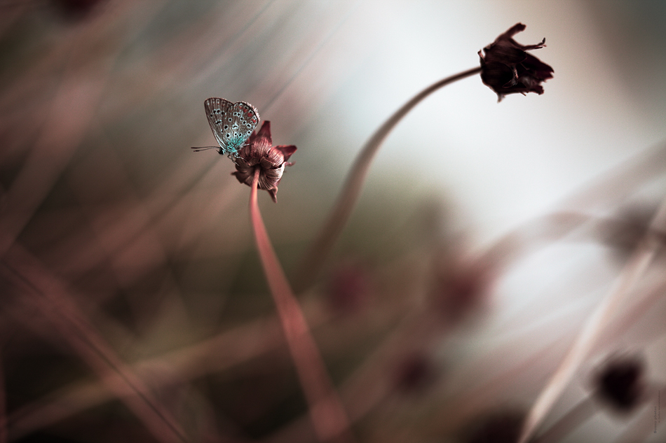 s_53_950_Cocoa_3_l_n