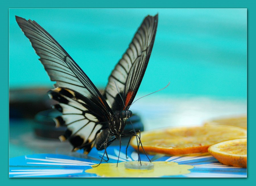 sized_butterfly1_copy