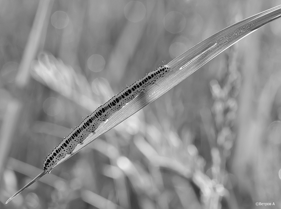 solnacnaya_kolbaska-res_