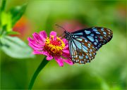 http://macroclub.ru/gallery/data/507/thumbs/A-Paradisal-World_Blue-Tiger-butterfly_Ritam-900.jpg