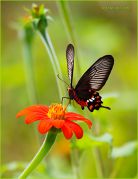 http://macroclub.ru/gallery/data/507/thumbs/A-Sweet-Dream_Hector-or-Rose-Butterfly_Ritam-900.jpg