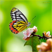 http://macroclub.ru/gallery/data/507/thumbs/Airy-marvel_Delias-eucharis-butterfly_Ritam-W.jpg