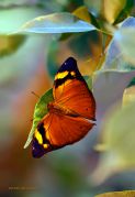 http://macroclub.ru/gallery/data/507/thumbs/Autumnal-Leaf-butterfly_Ritam-W.jpg