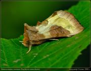 Diachrysia_stenochrysis_DSC9298.jpg