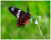 http://macroclub.ru/gallery/data/507/thumbs/Flittering-Marvel_Pachliopta-Hector-Butterfly_India_Ritam-sm.jpg
