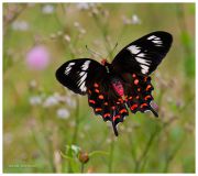 http://macroclub.ru/gallery/data/507/thumbs/Free-Flight_Hector-Butterfly_Ritam-sm.jpg