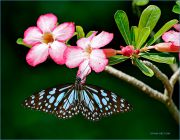 http://macroclub.ru/gallery/data/507/thumbs/Harmony_Blue-Tiger-butterfly_Ritam-900.jpg