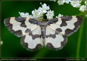 Lomaspilis_marginata_DSC8734.jpg