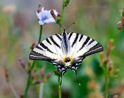 Marvel-Butterfly_Ritam-W.jpg