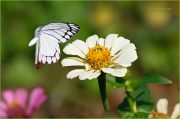 http://macroclub.ru/gallery/data/507/thumbs/Meeting_-_Butterfly_Delias_eucharis_over_Zinnia_flower_-_Ritam-750.jpg