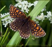 Melitaea_diamina_DSC2163.jpg