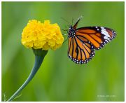http://macroclub.ru/gallery/data/507/thumbs/Mimoletnoe-viden_e_Butterfly_Danaus-genutia_Ritam.jpg