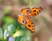 Peacock-Pansy-Butterfly_Ritam-W.jpg