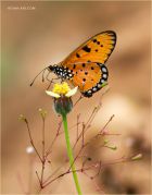 http://macroclub.ru/gallery/data/507/thumbs/Sunny-Tenderness_Heliconiinae-Butterfly_Ritam-sm.jpg