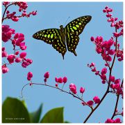 http://macroclub.ru/gallery/data/507/thumbs/Winged-Dance_Graphium-Agamemnon-Butterfly_Ritam-sm.jpg