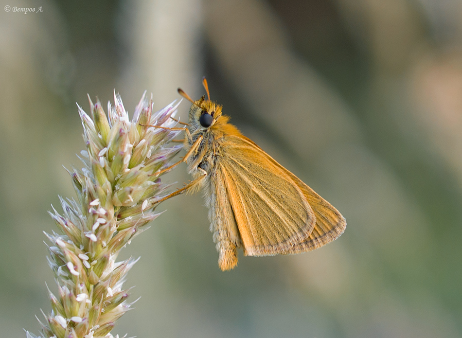 tolstogolovka_ryuzaya-res