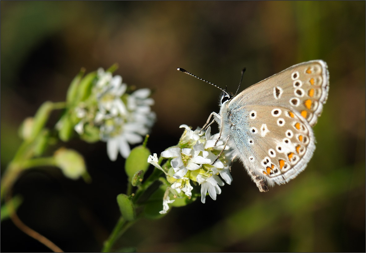 z_ds05461_080713-1852_F_np_1182