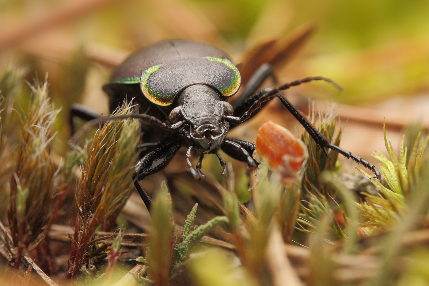 --_-4646-4650_4652_4654_