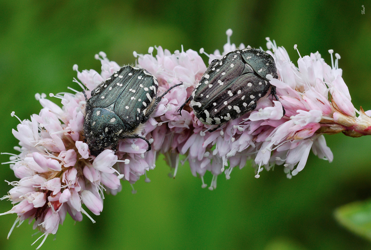 0_17b4dd_89ee6c76_orig